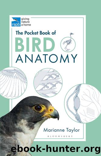 The Pocket Book of Bird Anatomy by Marianne Taylor