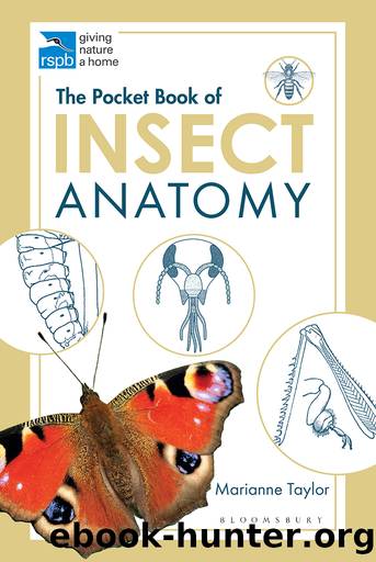 The Pocket Book of Insect Anatomy by Marianne Taylor
