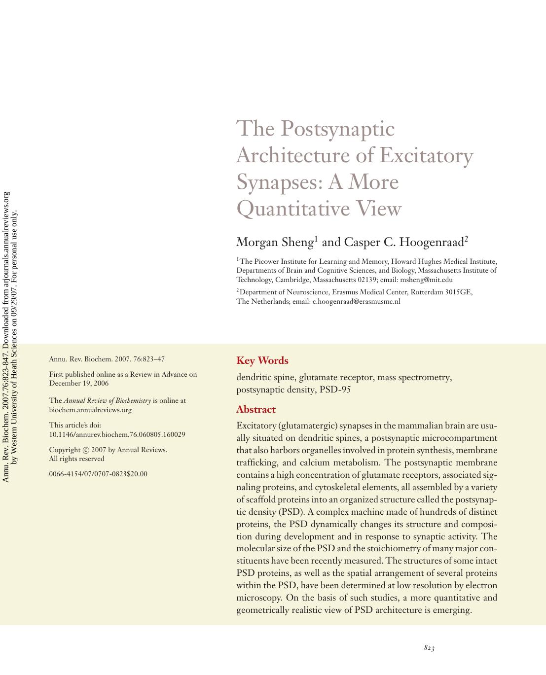 The Postsynaptic Architecture of Excitatory Synapses: A More Quantitative View by Morgan Sheng1 & Casper C. Hoogenraad2