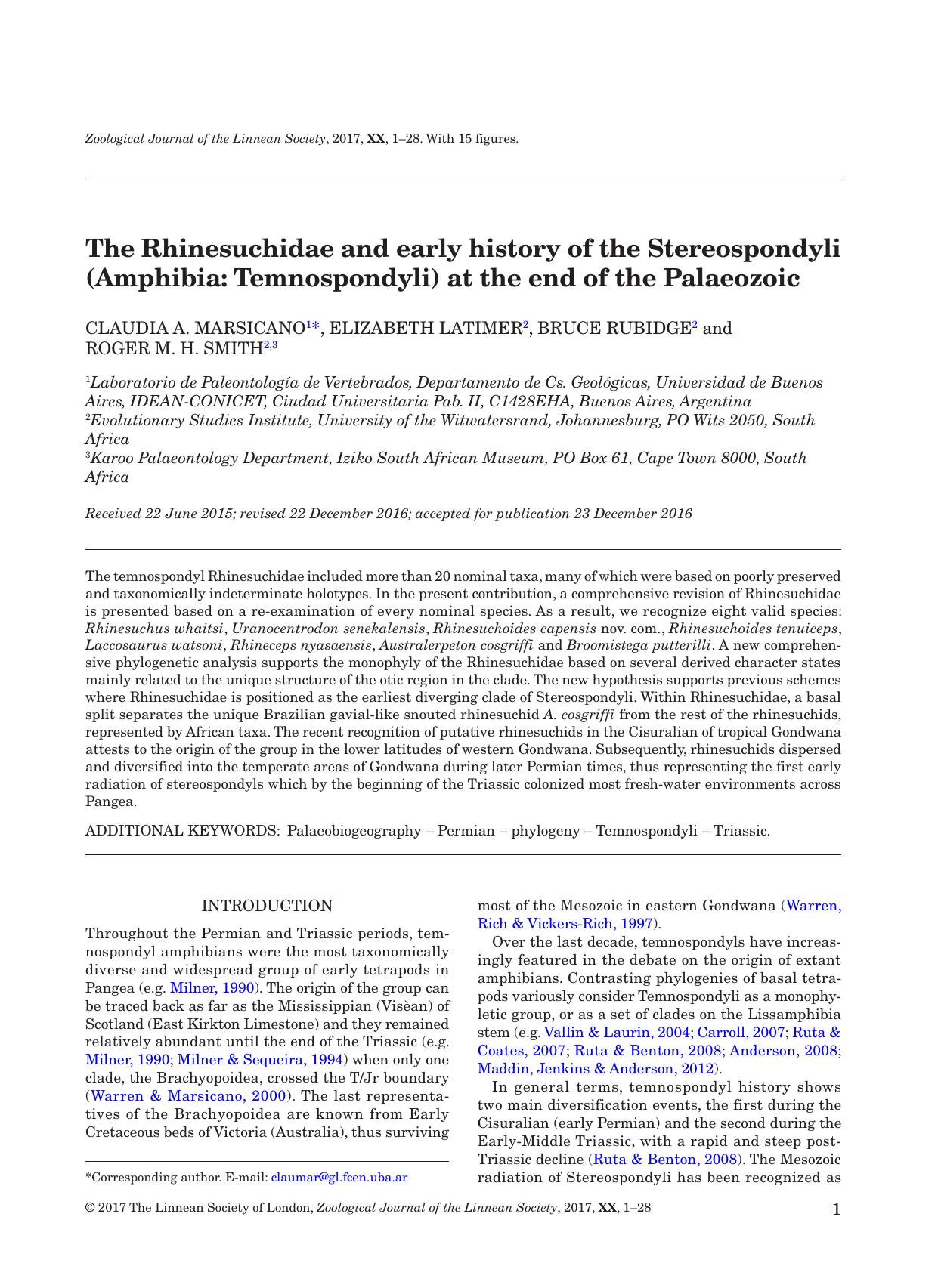 The Rhinesuchidae and early history of the Stereospondyli (Amphibia: Temnospondyli) at the end of the Palaeozoic [article] by Claudia A. Marsicano Elizabeth Latimer Bruce Rubidge Roger M.H. Smith