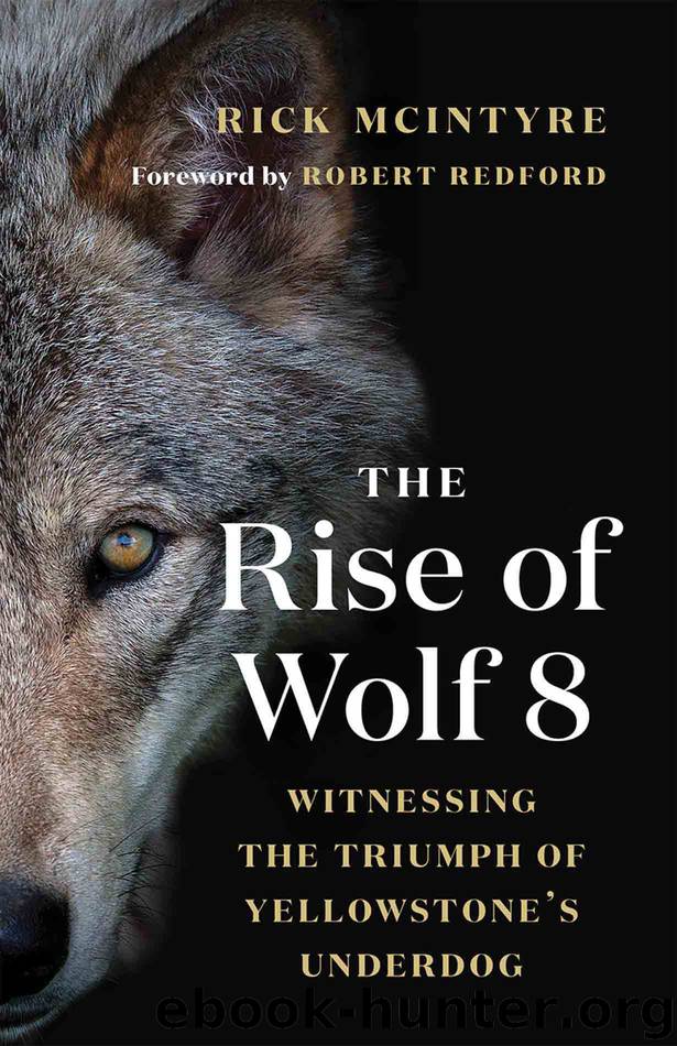 The Rise of Wolf 8 by Rick McIntyre