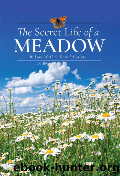 The Secret Life of a Meadow by Wilson Wall;David Morgan; & David Morgan
