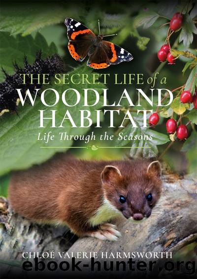 The Secret Life of a Woodland Habitat by Chlo Valerie Harmsworth;