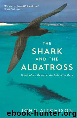 The Shark and the Albatross by John Aitchison
