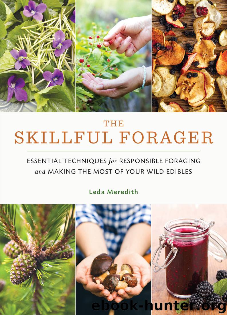 The Skillful Forager by Leda Meredith