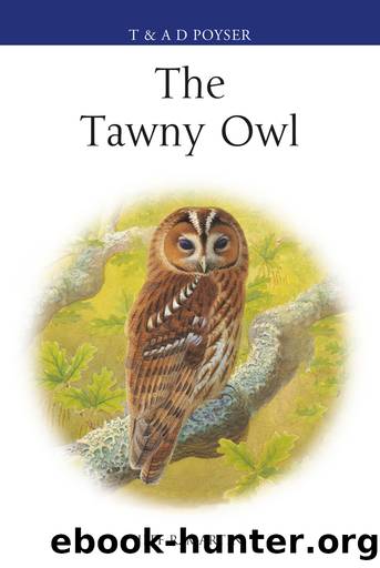 The Tawny Owl by Jeff Martin