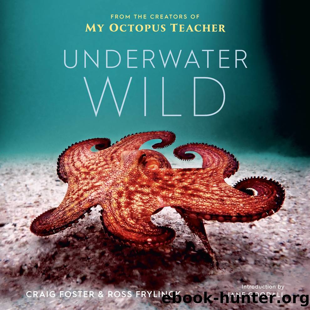 The Underwater Wild by Foster Craig