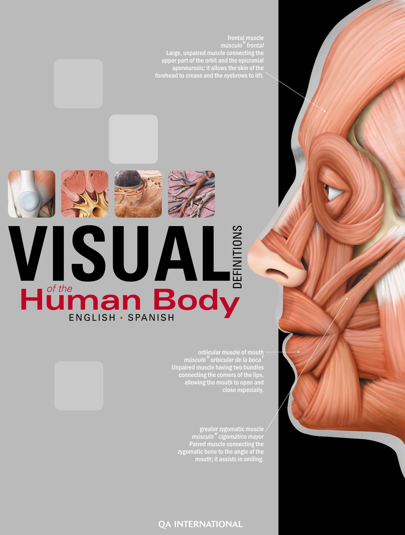 The Visual Dictionary of the Human Body: English/Spanish by QA international Collectif Caroline Fortin
