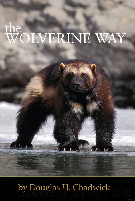 The Wolverine Way by Douglas H. Chadwick
