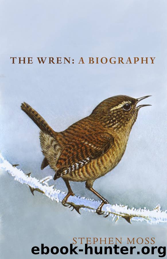The Wren by Stephen Moss