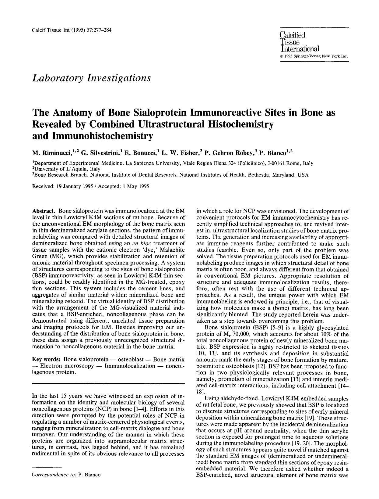 The anatomy of bone sialoprotein immunoreactive sites in bone as revealed by combined ultrastructural histochemistry and immunohistochemistry by Unknown