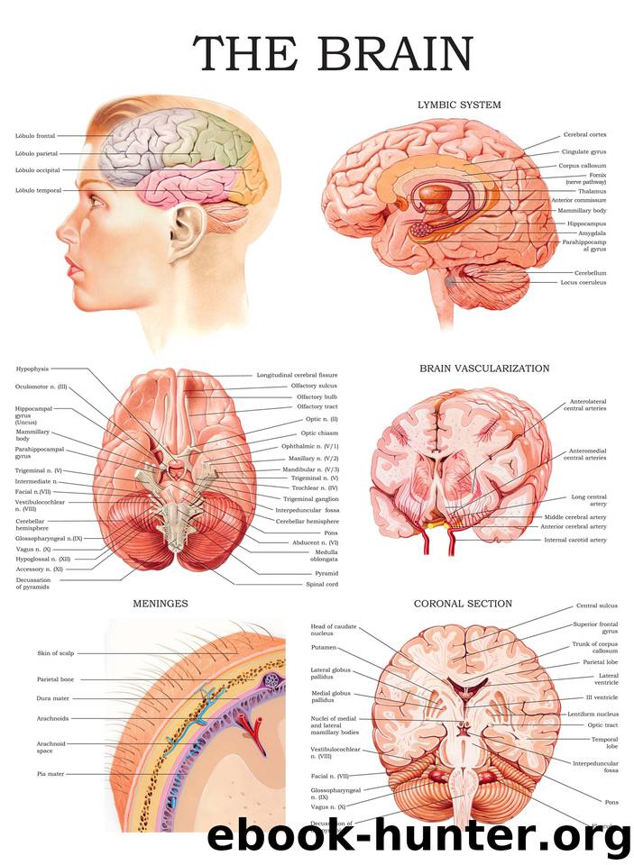The brain e-chart: Quick reference guide by HC-HealthComm