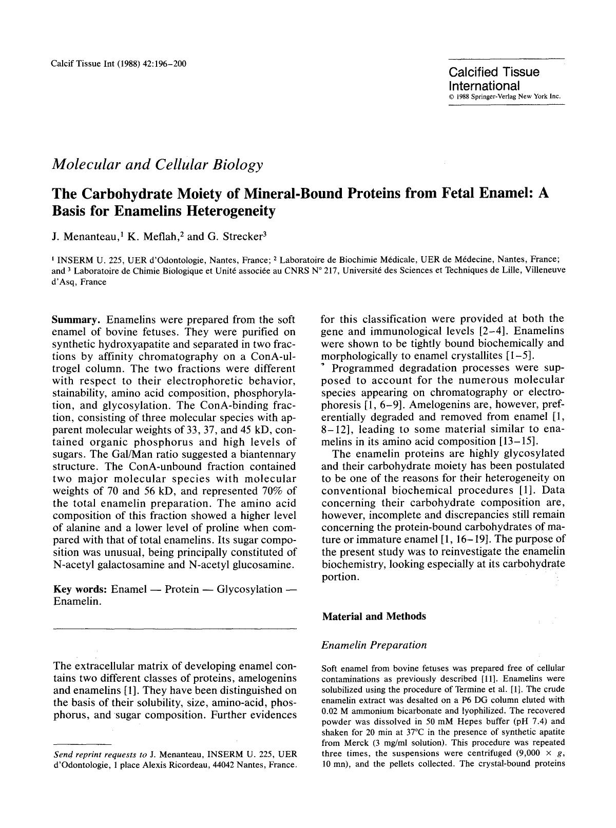 The carbohydrate moiety of mineral-bound proteins from fetal enamel: A basis for enamelins heterogeneity by Unknown