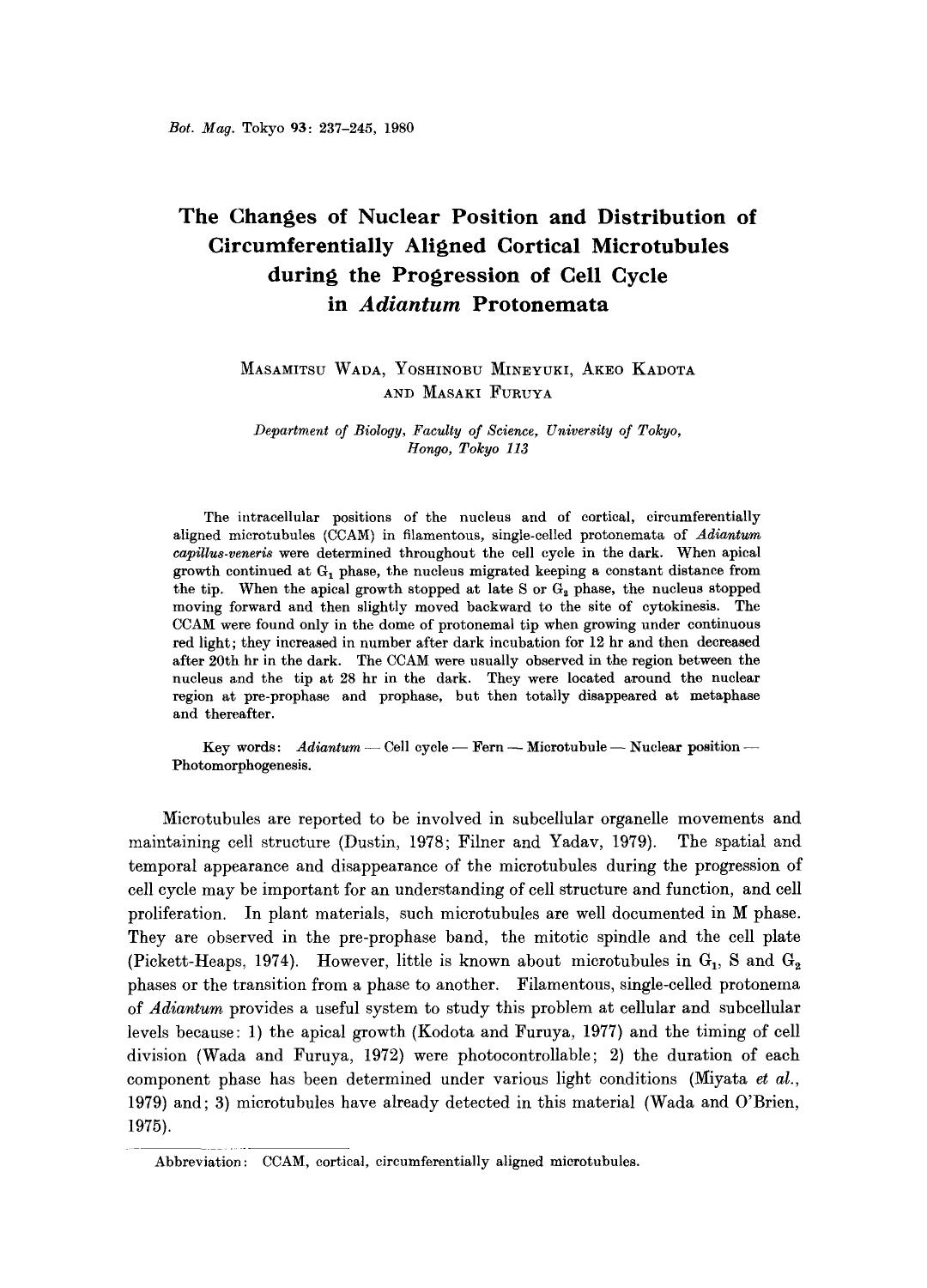 The changes of nuclear position and distribution of circumferentially aligned cortical microtubules during the progression of cell cycle in <Emphasis Type="Italic">Adiantum <Emphasis> protonemata by Unknown