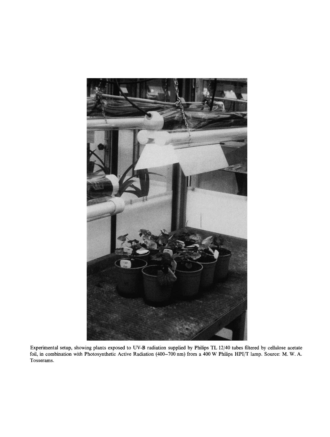 The combined effects of elevated CO <Subscript>2 <Subscript> levels and UV-B radiation on growth characteristics of <Emphasis Type="Italic">Elymus athericus (= E. pycnanathus) <Emphasis> by Unknown