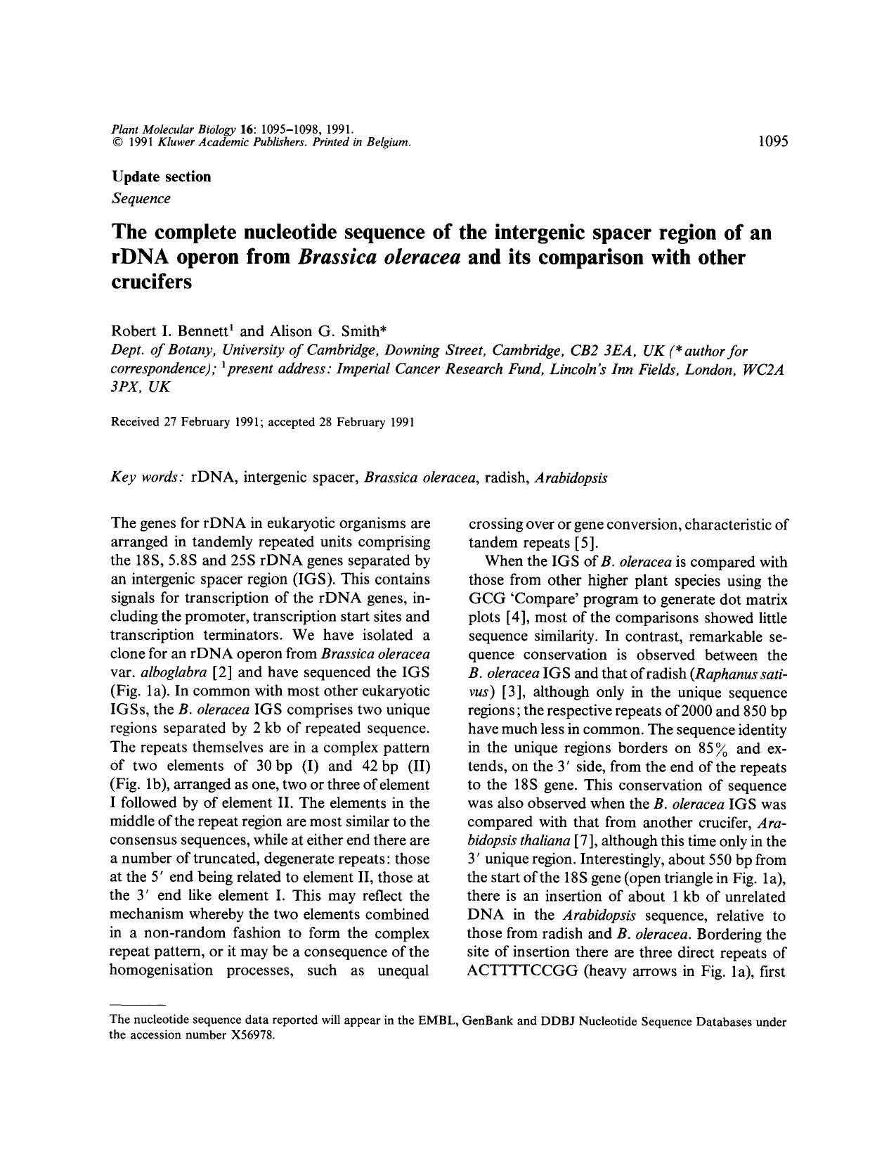 The complete nucleotide sequence of the intergenic spacer region of an rDNA operon from <Emphasis Type="Italic">Brassica oleracea<Emphasis> and its comparison with other crucifers by Unknown