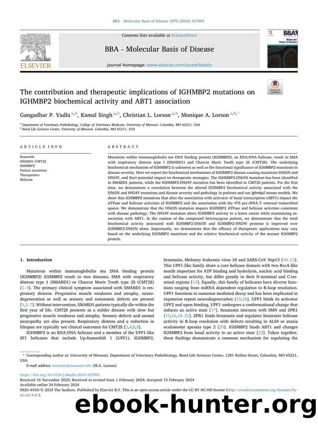 The contribution and therapeutic implications of IGHMBP2 mutations on IGHMBP2 biochemical activity and ABT1 association by Gangadhar P. Vadla & Kamal Singh & Christian L. Lorson & Monique A. Lorson
