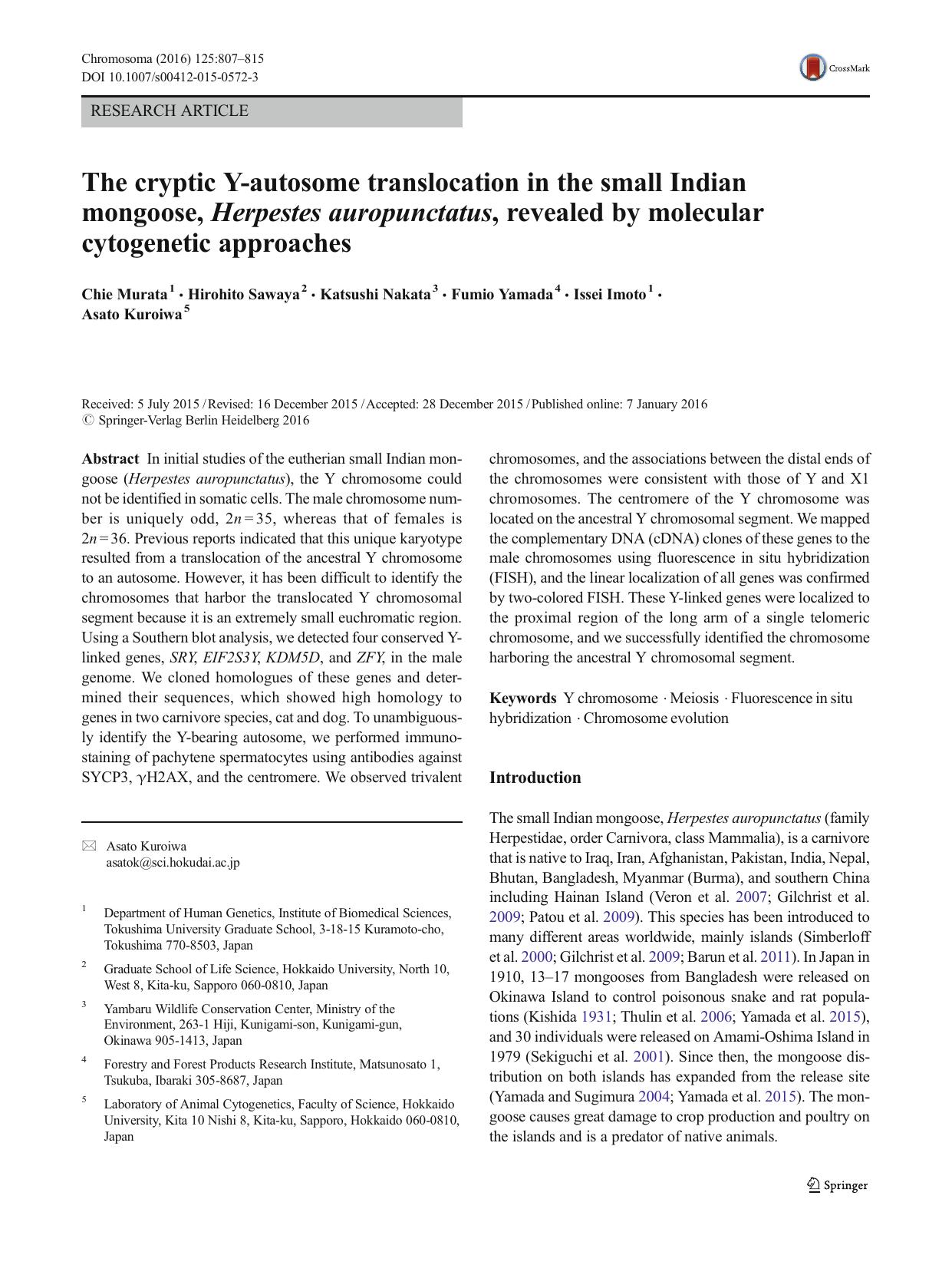 The cryptic Y-autosome translocation in the small Indian mongoose, Herpestes auropunctatus, revealed by molecular cytogenetic approaches by Chie Murata & Hirohito Sawaya & Katsushi Nakata & Fumio Yamada & Issei Imoto & Asato Kuroiwa