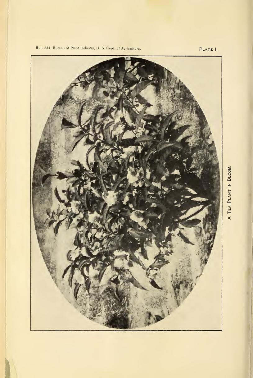 The cultivation and manufacture of tea in the United States by Mitchell George F. (George Frederick) 1881-1973