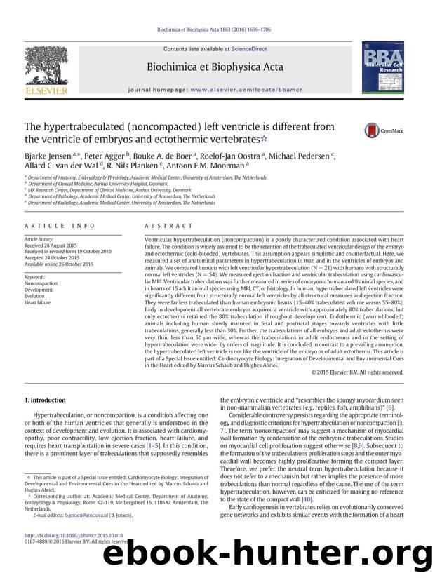 The hypertrabeculated (noncompacted) left ventricle is different from the ventricle of embryos and ectothermic vertebrates by unknow