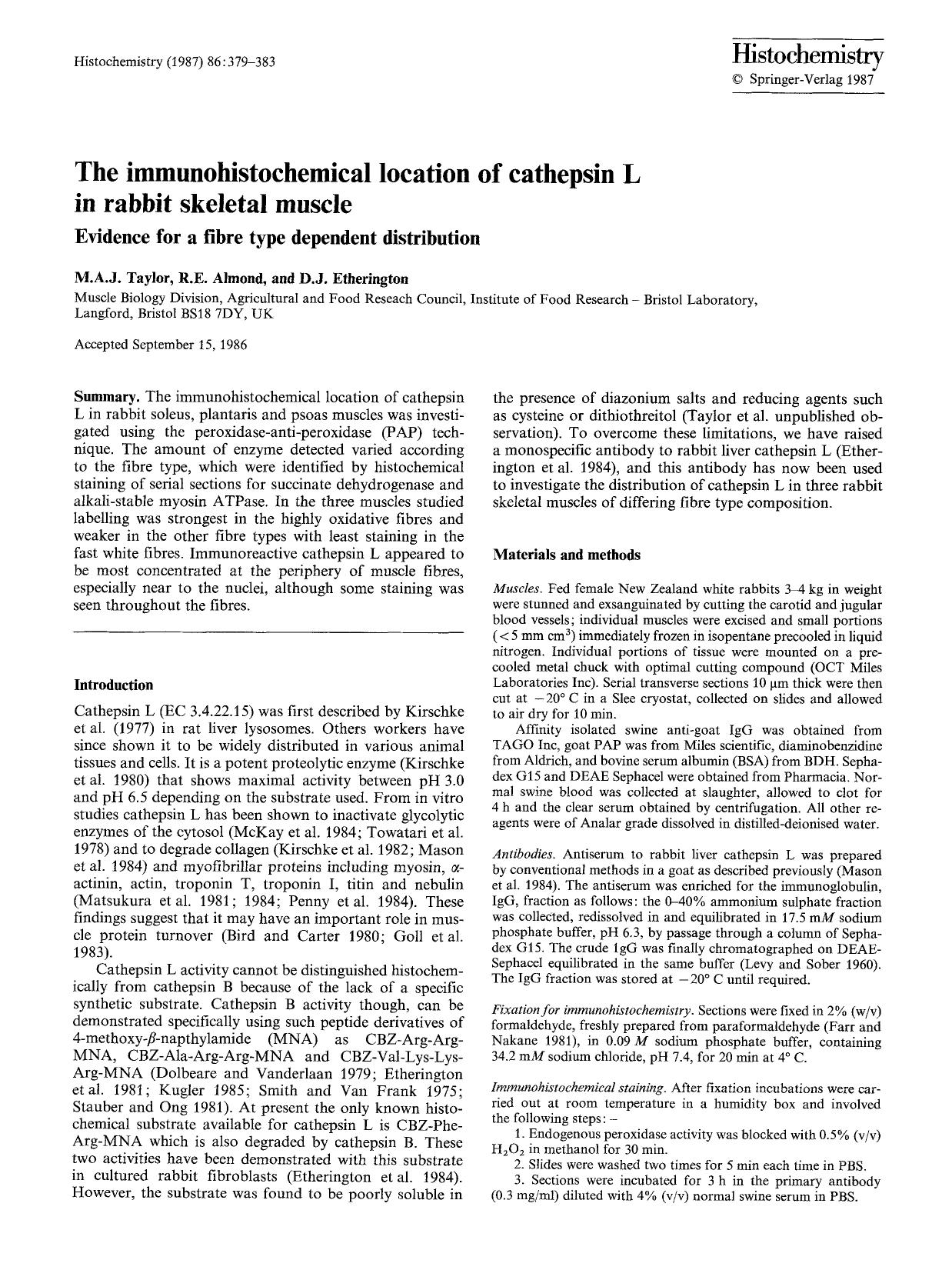 The immunohistochemical location of cathepsin L in rabbit skeletal muscle by Unknown