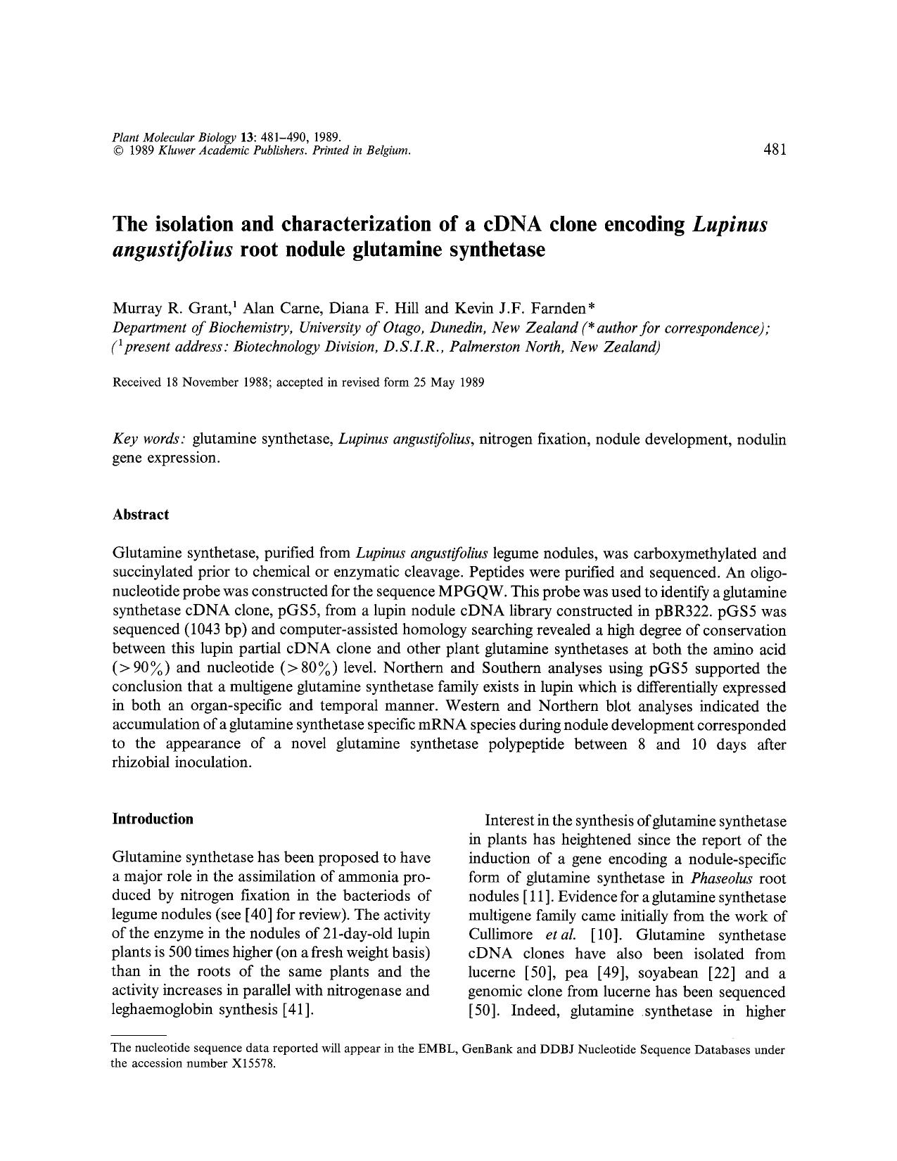 The isolation and characterization of a cDNA clone encoding <Emphasis Type="Italic">Lupinus angustifolius<Emphasis> root nodule glutamine synthetase by Unknown
