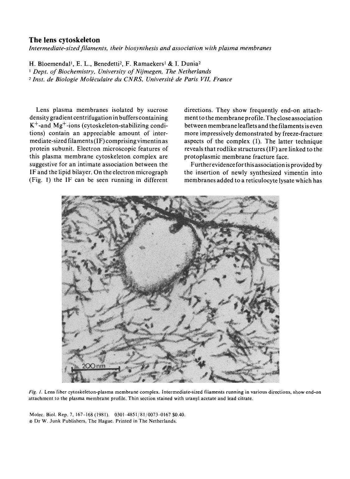 The lens cytoskeleton by Unknown