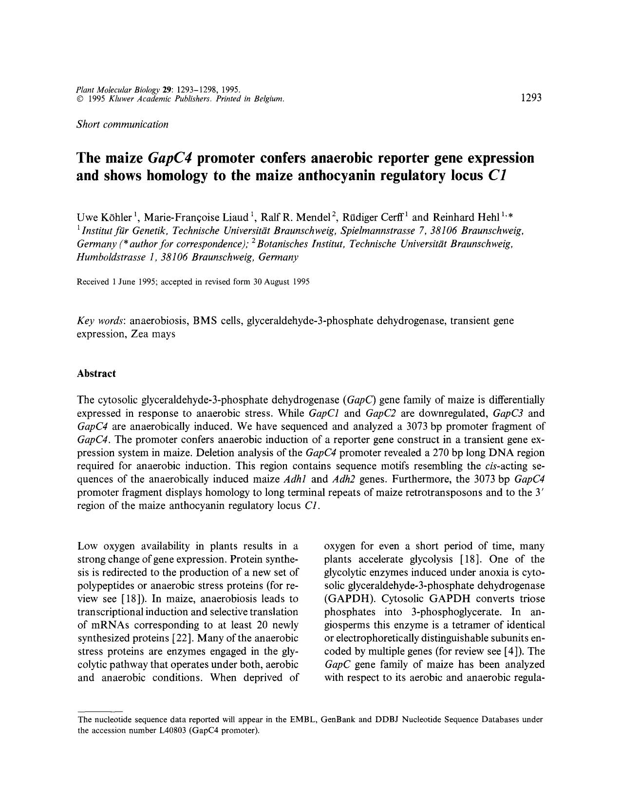 The maize <Emphasis Type="Italic">GapC4 <Emphasis> promoter confers anaerobic reporter gene expression and shows homology to the maize anthocyanin regulatory locus <Emphasis Type by Unknown