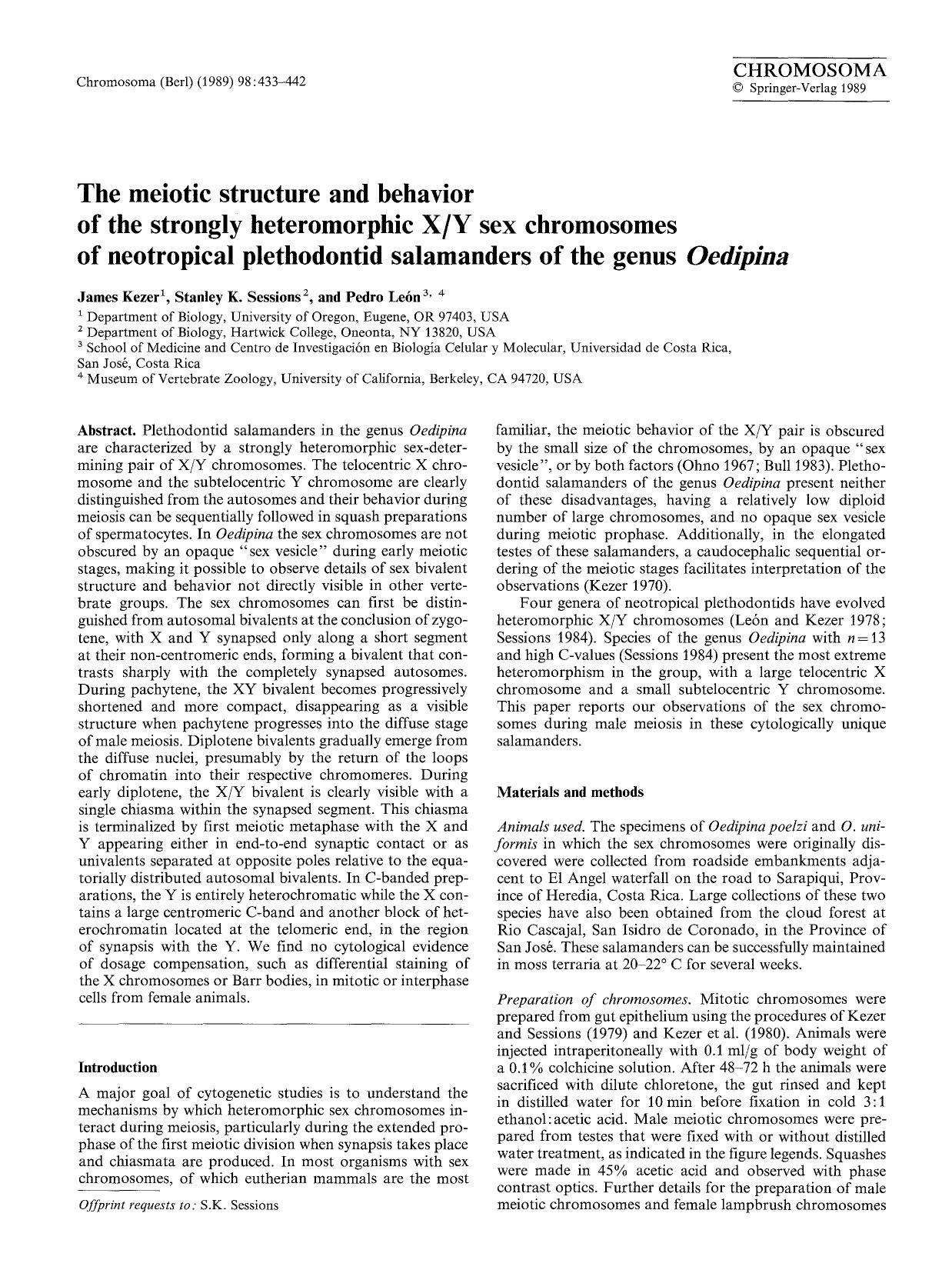 The meiotic structure and behavior of the strongly heteromorphic XY sex chromosomes of neotropical plethodontid salamanders of the genus <Emphasis Type="Italic">Oedipina<Emphasis> by Unknown