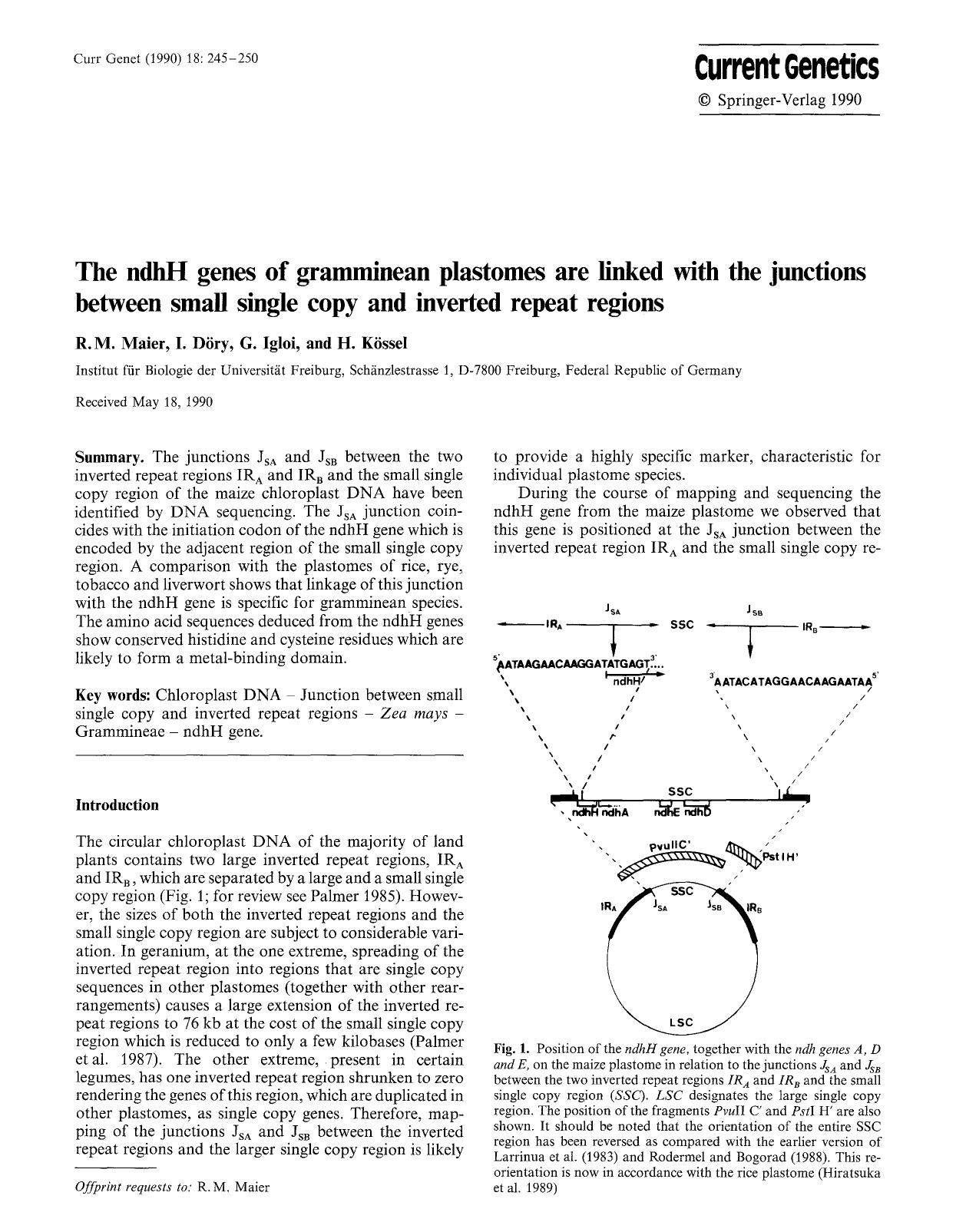 The ndhH genes of gramminean plastomes are linked with the junctions between small single copy and inverted repeat regions by Unknown