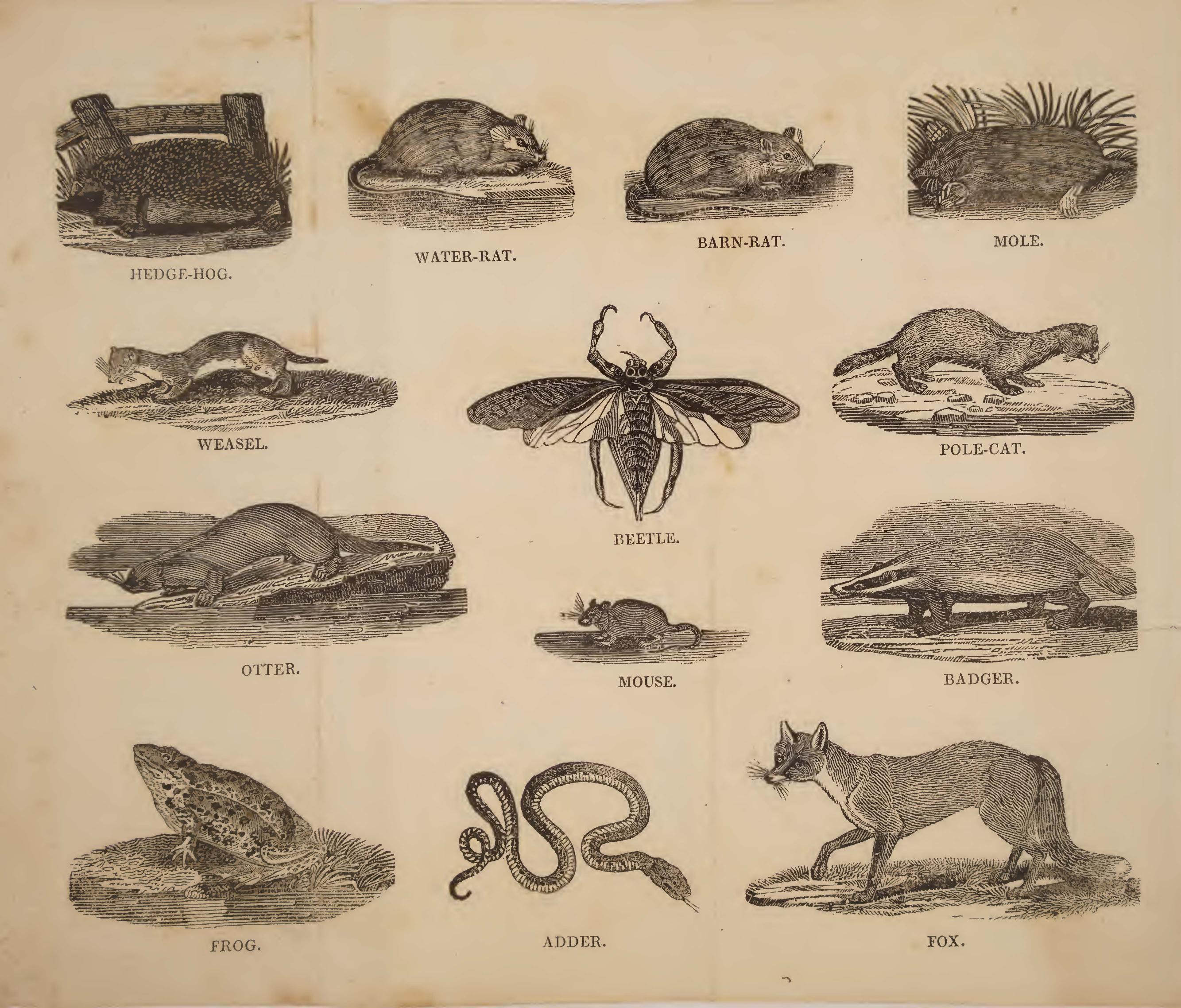 The new and complete vermin-killer; being an infallible directory for taking alive, destroying, and driving away, all four-footed, creeping, and winged vermin, destructive to manki by Unknown