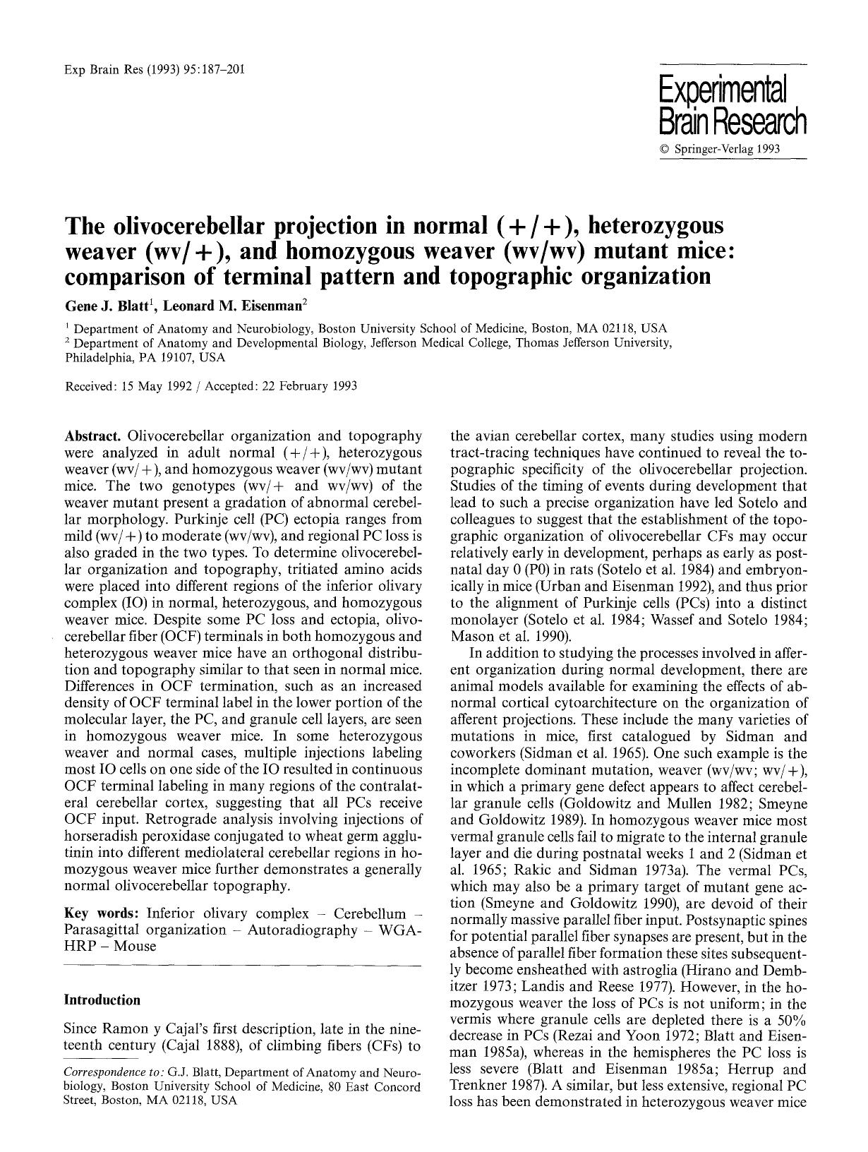 The olivocerebellar projection in normal (+  +), heterozygous weaver (wv +), and homozygous weaver (wvwv) mutant mice: comparison of terminal pattern and topographic organization by Unknown