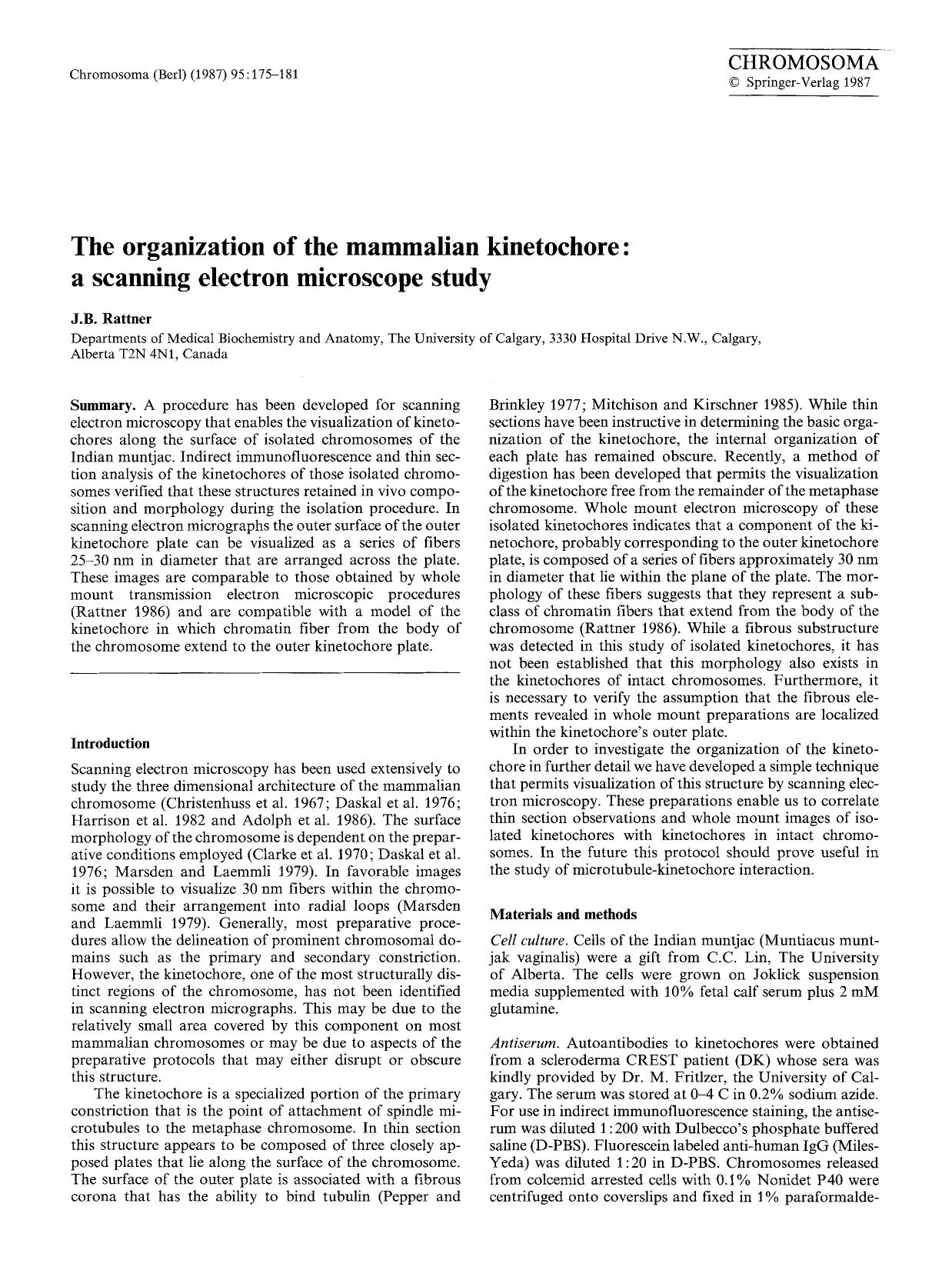 The organization of the mammalian kinetochore: a scanning electron microscope study by Unknown