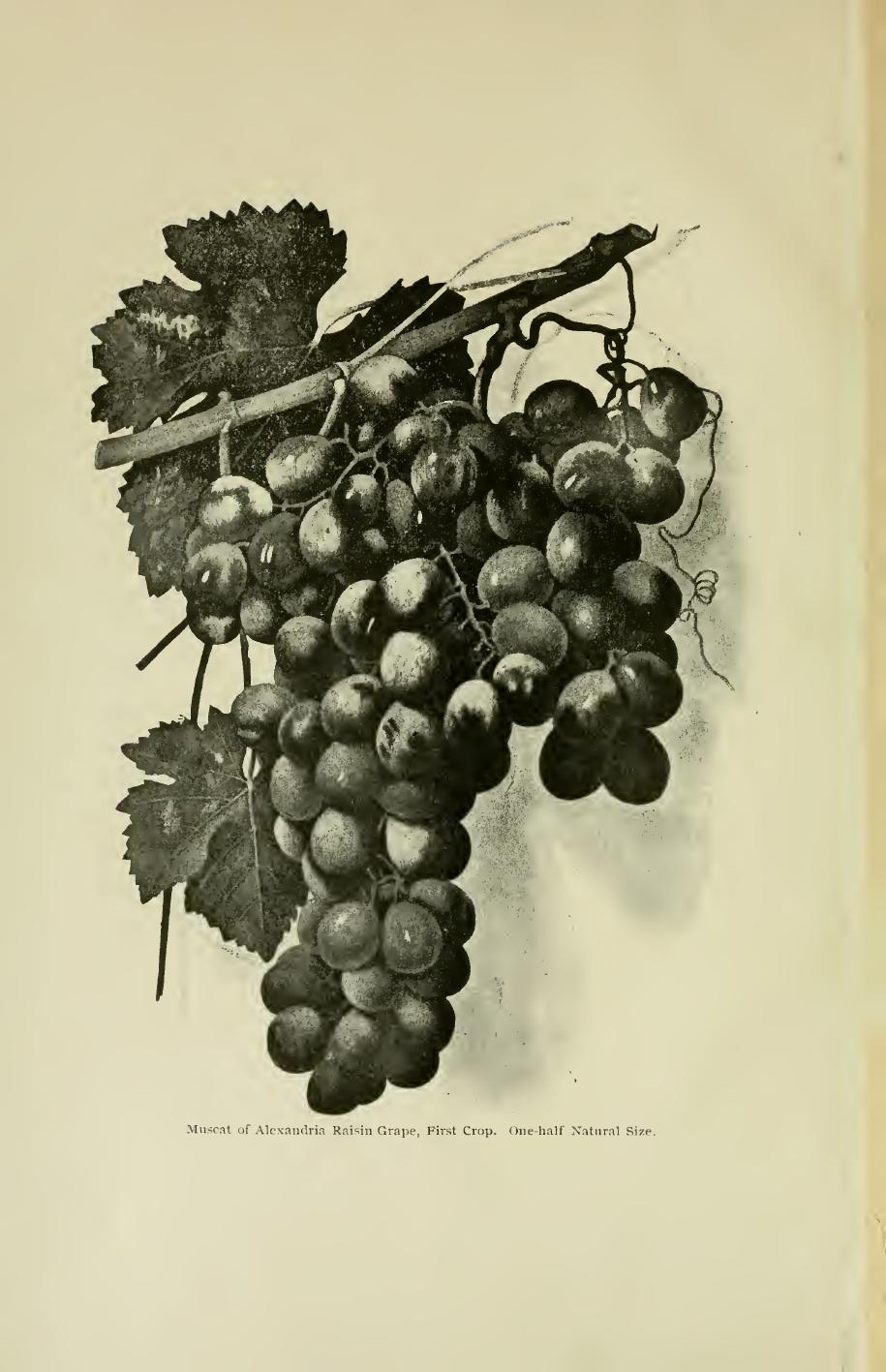 The raisin industry. A practical treatise on the raisin grapes, their history, culture and curing by Eisen Gustavus A. 1847-1940