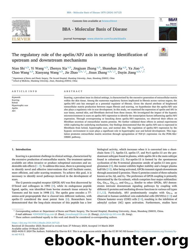 The regulatory role of the apelinAPJ axis in scarring: Identification of upstream and downstream mechanisms by unknow