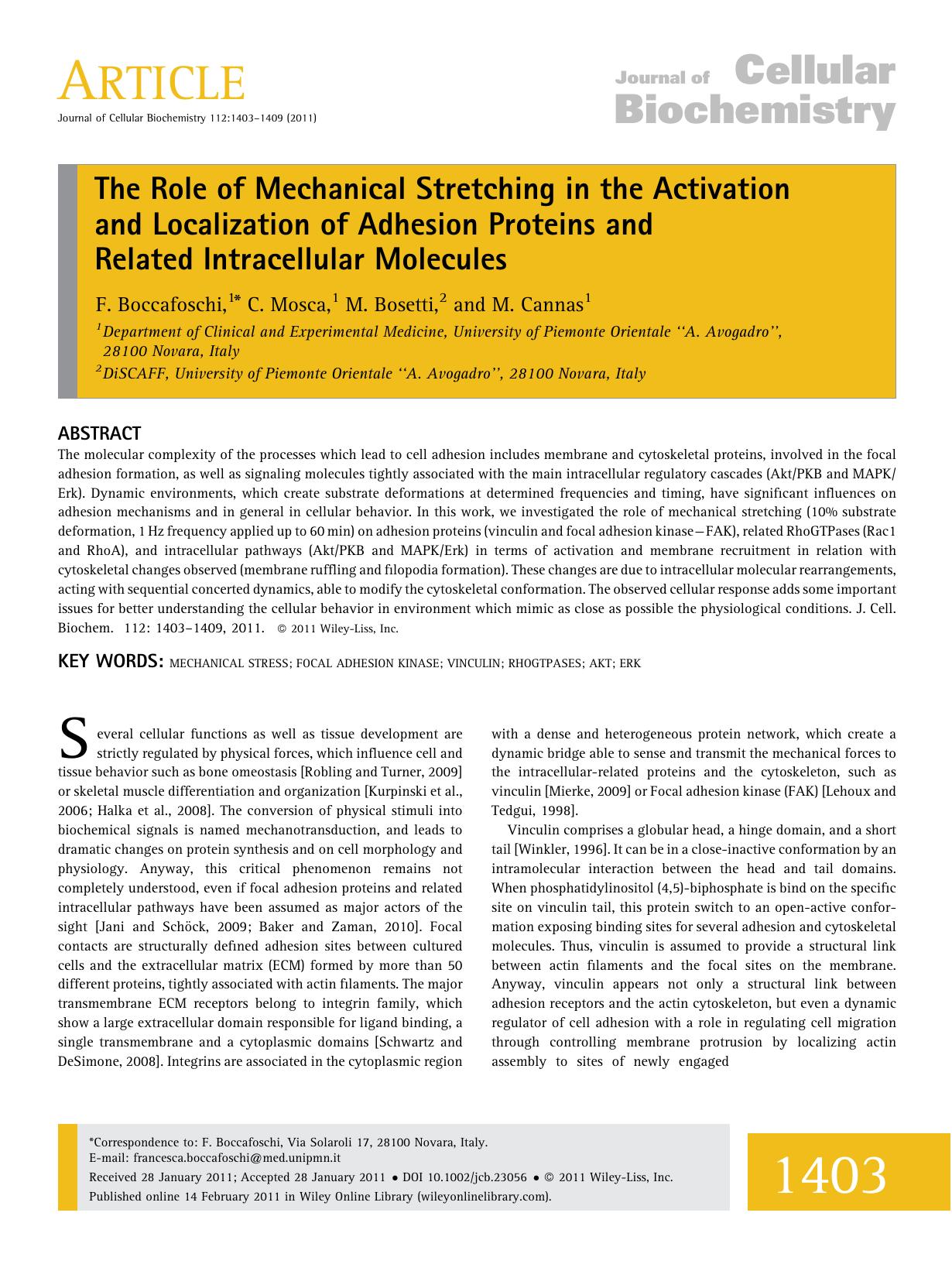 The role of mechanical stretching in the activation and localization of adhesion proteins and related intracellular molecules by Unknown
