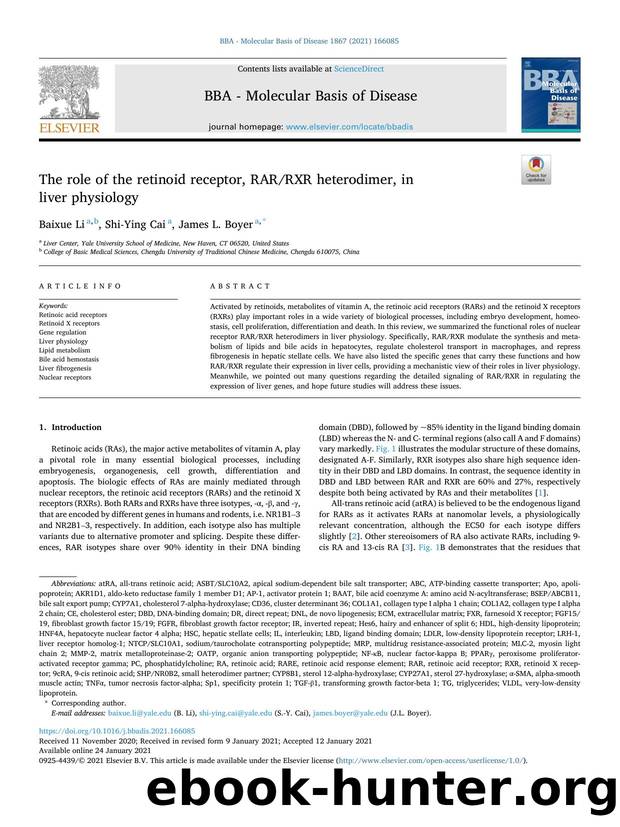 The role of the retinoid receptor, RARRXR heterodimer, in liver physiology by Baixue Li & Shi-Ying Cai & James L. Boyer
