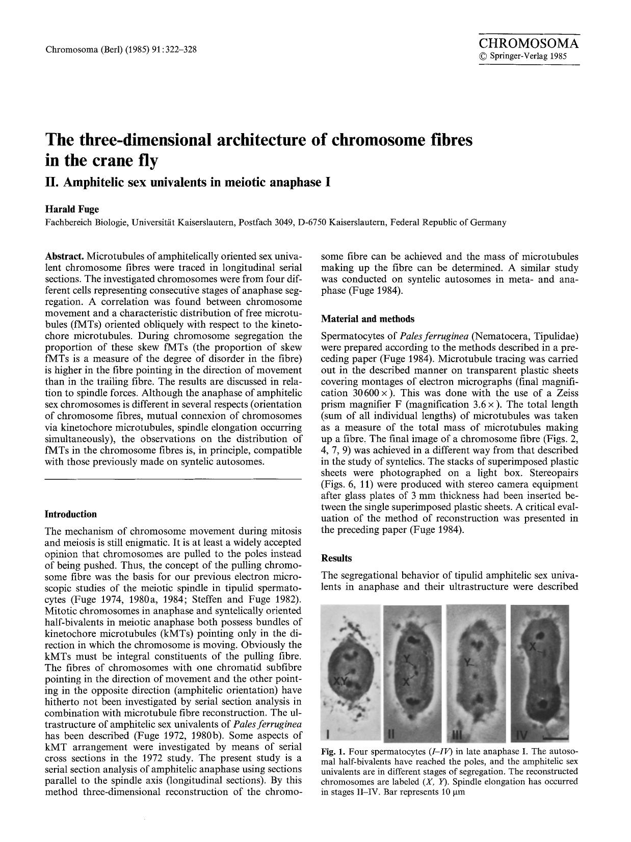 The three-dimensional architecture of chromosome fibres in the crane fly by Unknown