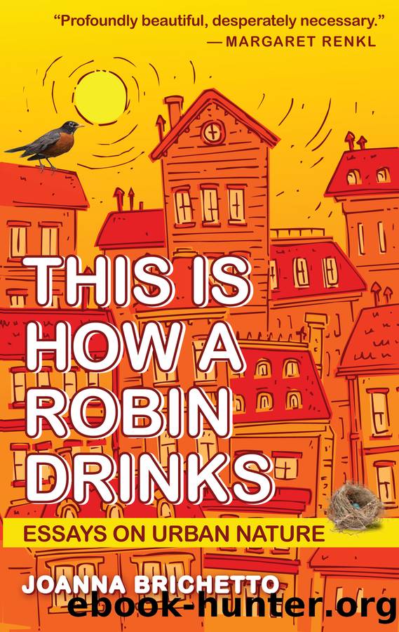 This Is How a Robin Drinks by Joanna Brichetto