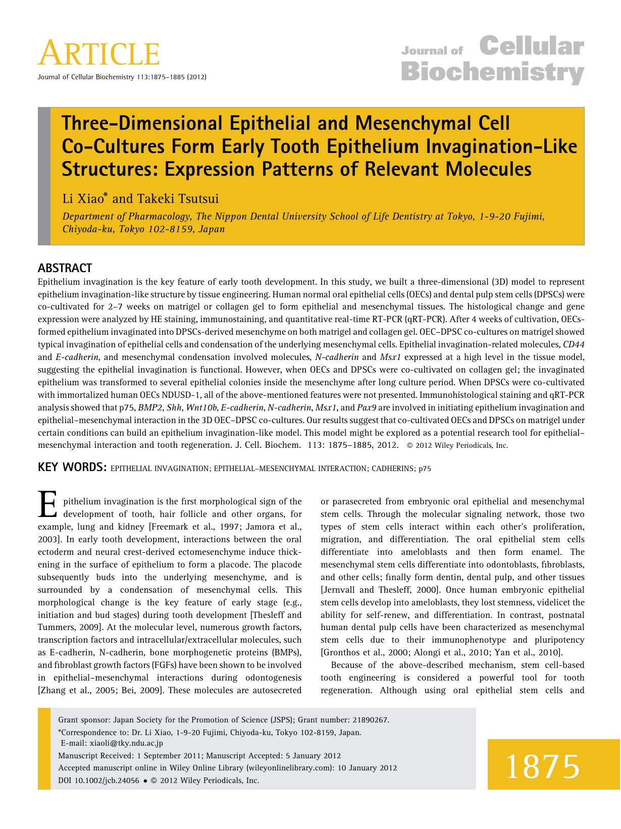 Threedimensional epithelial and mesenchymal cell cocultures form early tooth epithelium invaginationlike structures: Expression patterns of relevant molecules by Unknown
