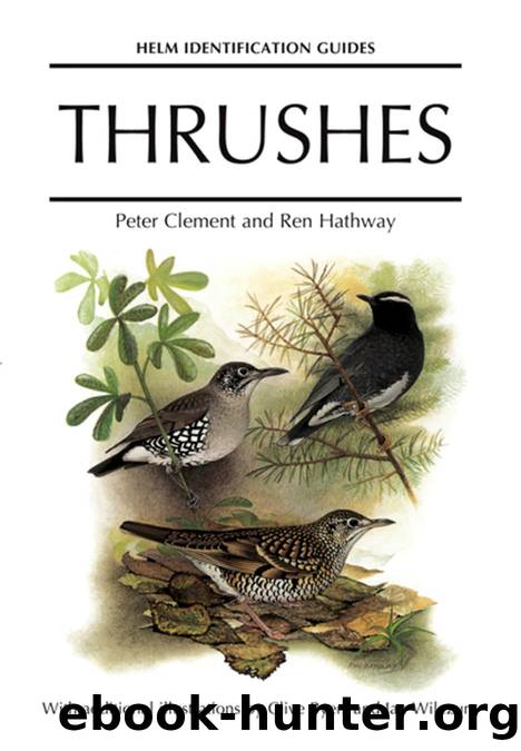 Thrushes by Peter Clement