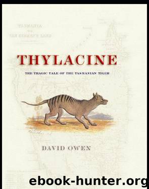 Thylacine by David Owen