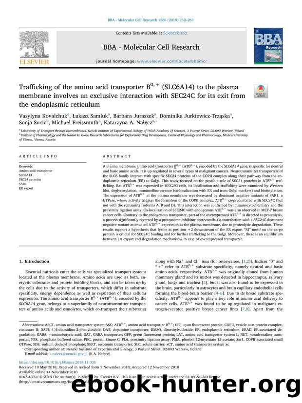 Trafficking of the amino acid transporter B0,+ (SLC6A14) to the plasma membrane involves an exclusive interaction with SEC24C for its exit from the endoplasmic reticulum by unknow