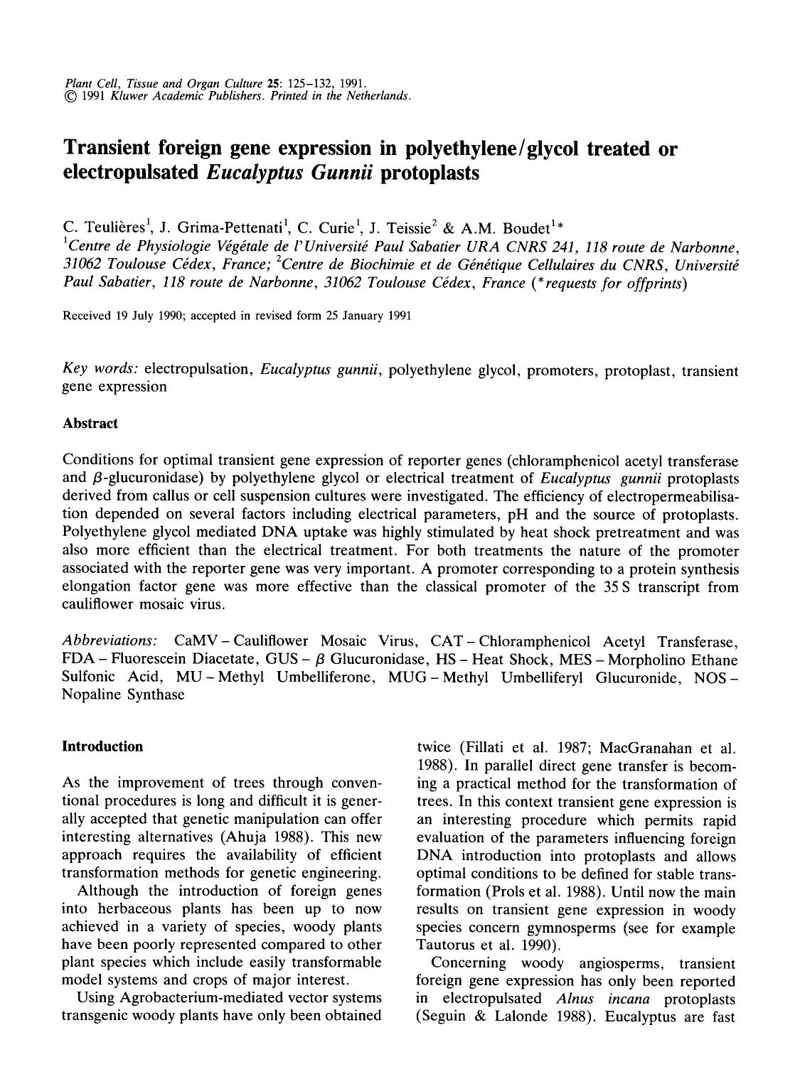 Transient foreign gene expression in polyethyleneglycol treated or electropulsated <Emphasis Type="Italic">Eucalyptus gunnii<Emphasis> protoplasts by Unknown