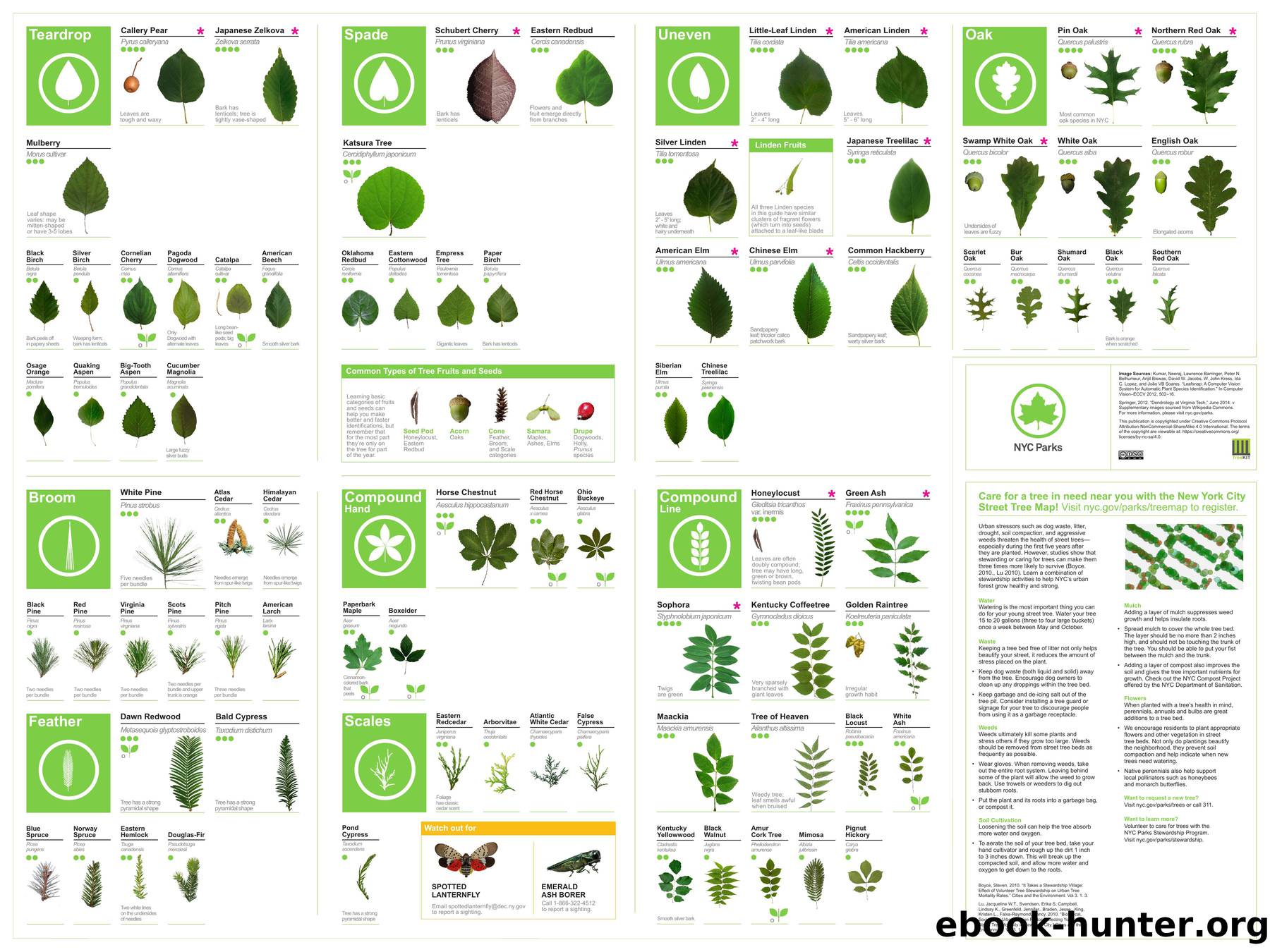 Tree ID Guide by Unknown
