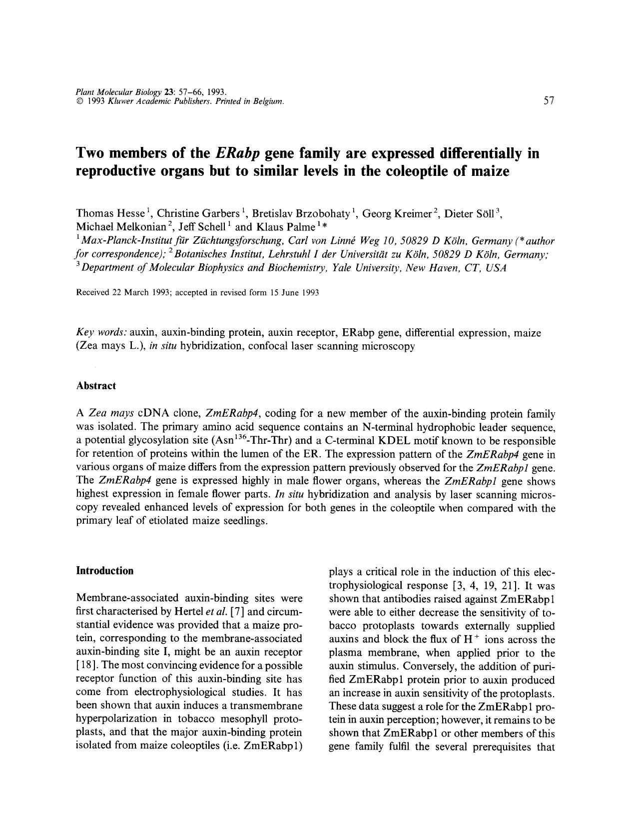 Two members of the <Emphasis Type="Italic">ERabp <Emphasis> gene family are expressed differentially in reproductive organs but to similar levels in the coleoptile of maize by Unknown