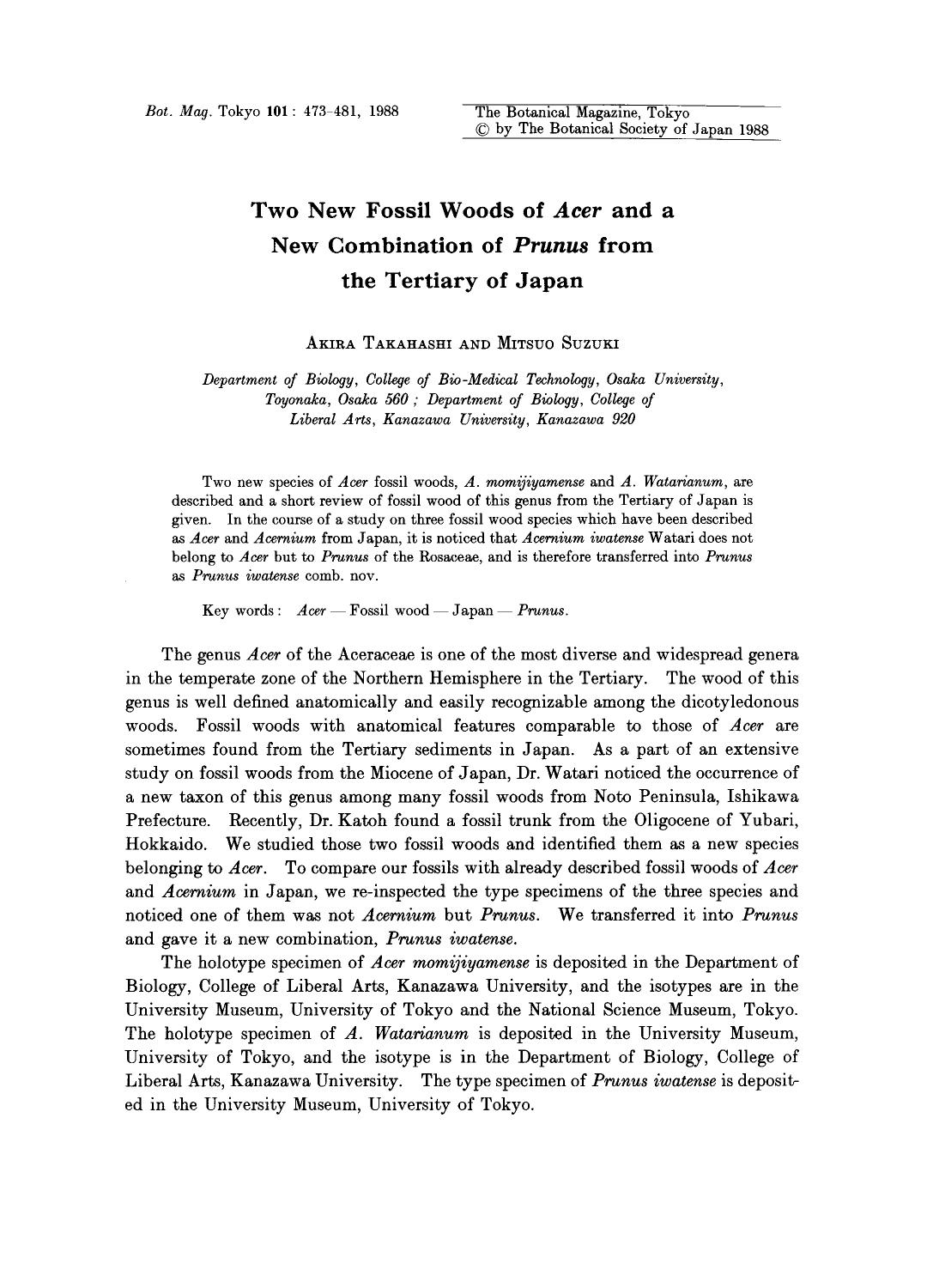 Two new fossil woods of <Emphasis Type="Italic">Acer <Emphasis> and a new combination of <Emphasis Type="Italic">Prunus <Emphasis> from the Tertiary of Japan by Unknown