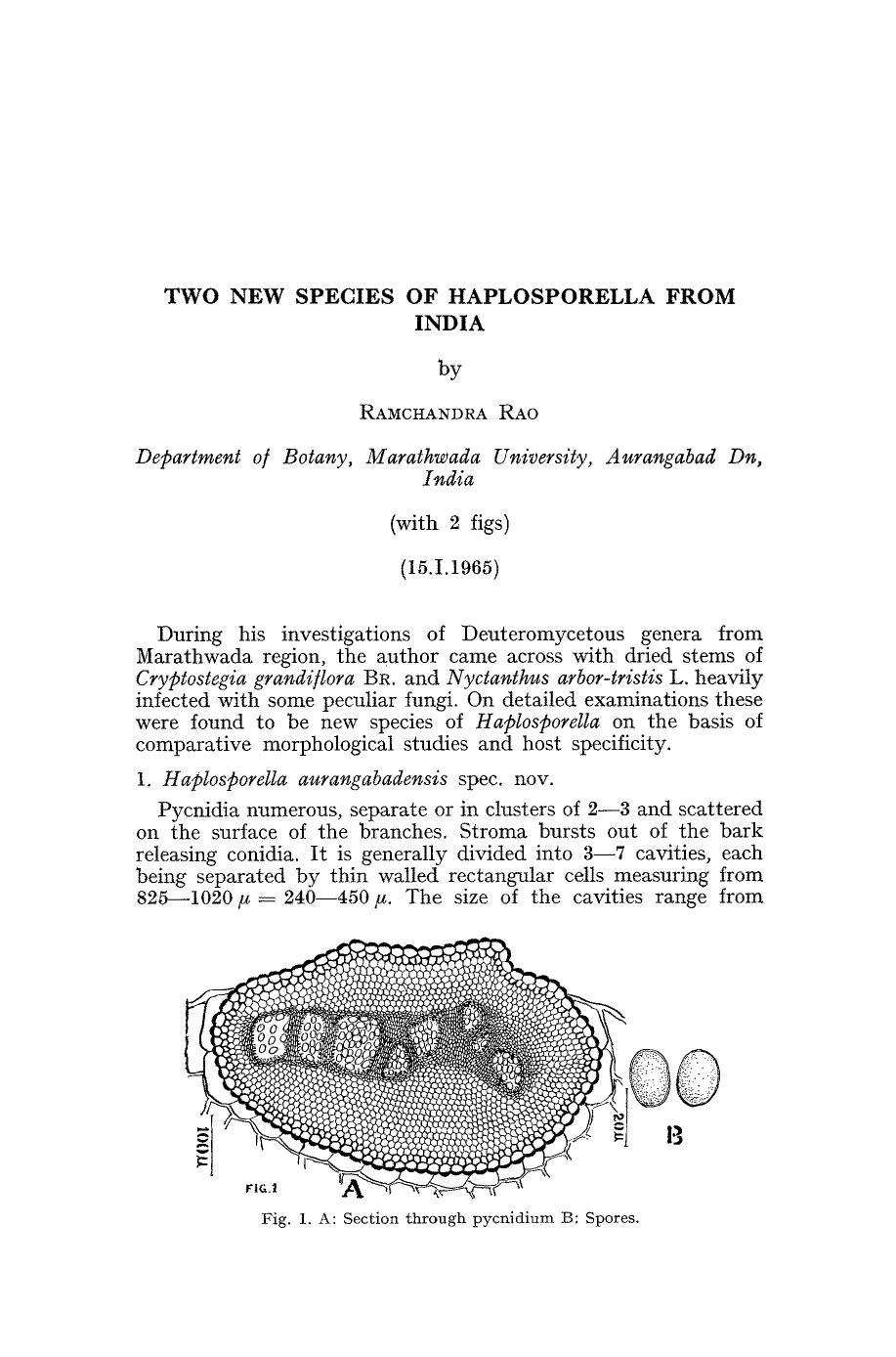 Two new species of Haplosporella from India by Unknown