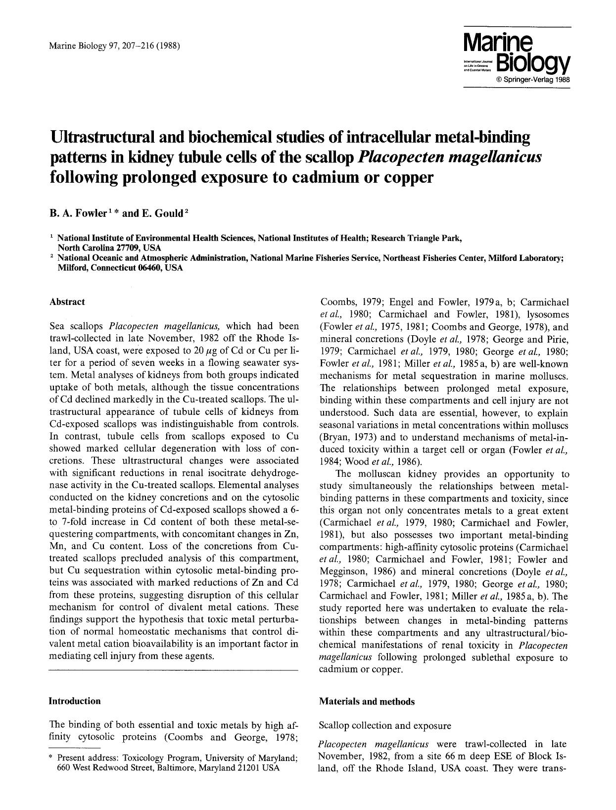 Ultrastructural and biochemical studies of intracellular metal-binding patterns in kidney tubule cells of the scallop <Emphasis Type="Italic">Placopecten magellanicus<Emphasis> fol by Unknown