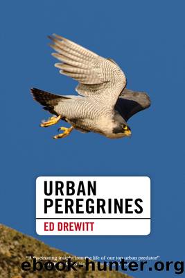 Urban Peregrines by Ed Drewitt;